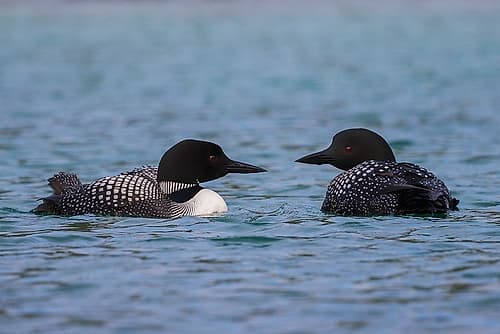 Common Loon Pair Wildlife Print